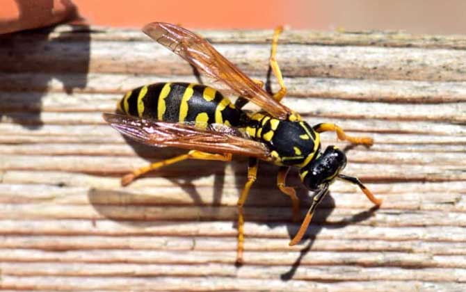 被馬蜂蟄了怎么辦?怎么消腫?切勿掉以輕心,嚴(yán)重時會危及生命! 馬蜂