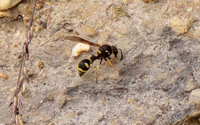 被馬蜂蟄了怎么辦?怎么消腫?切勿掉以輕心,嚴(yán)重時會危及生命! 馬蜂