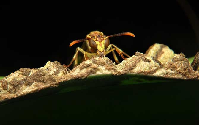 被馬蜂蟄了怎么辦?怎么消腫?切勿掉以輕心,嚴(yán)重時會危及生命! 馬蜂