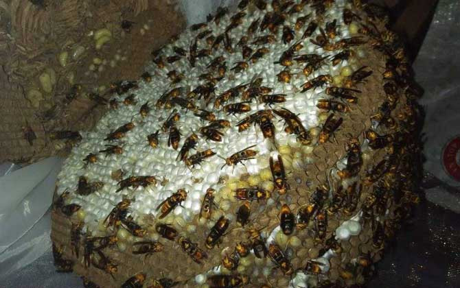 馬蜂記仇記多久?沒有固定的時間,信息素未消散前馬蜂都會報復! 馬蜂