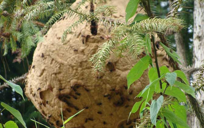 馬蜂記仇記多久?沒有固定的時間,信息素未消散前馬蜂都會報復! 馬蜂