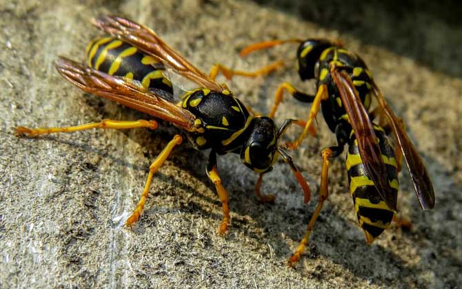 家里有馬蜂窩的預(yù)兆是什么?無關(guān)禍福,只能說家里適合馬蜂筑巢! 馬蜂