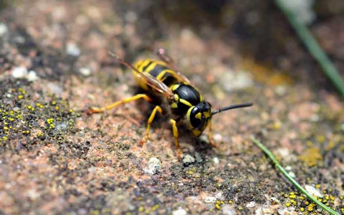 家里有馬蜂窩的預(yù)兆是什么?無關(guān)禍福,只能說家里適合馬蜂筑巢! 馬蜂