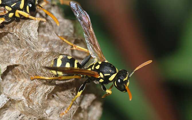 馬蜂窩捅了后多久會走?沒有固定的時間,一般1~3天便會飛走! 馬蜂