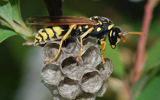 馬蜂窩捅了后多久會走?沒有固定的時間,一般1~3天便會飛走! 馬蜂