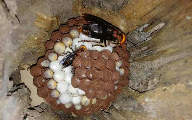 馬蜂蟄后會(huì)自己消腫嗎?小型馬蜂能自愈,大型馬蜂可能危及生命! 馬蜂