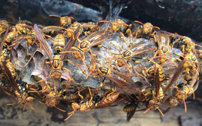 馬蜂蟄后會(huì)自己消腫嗎?小型馬蜂能自愈,大型馬蜂可能危及生命! 馬蜂