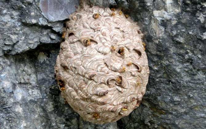 馬蜂蟄后會(huì)自己消腫嗎?小型馬蜂能自愈,大型馬蜂可能危及生命! 馬蜂