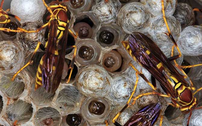 馬蜂蟄了腫了抹什么藥?像這樣處理,不但能止痛,還能快速消腫! 馬蜂