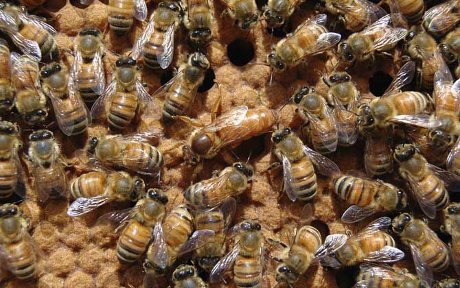 養蜂人一年收入怎么樣?純粹是靠天吃飯,年景不好甚至顆粒無收! 養蜂