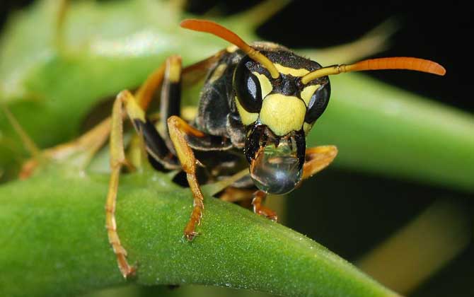 牛角蜂蟄了幾天消腫?輕者3~5天消腫,嚴重時可能有生命危險! 牛角蜂