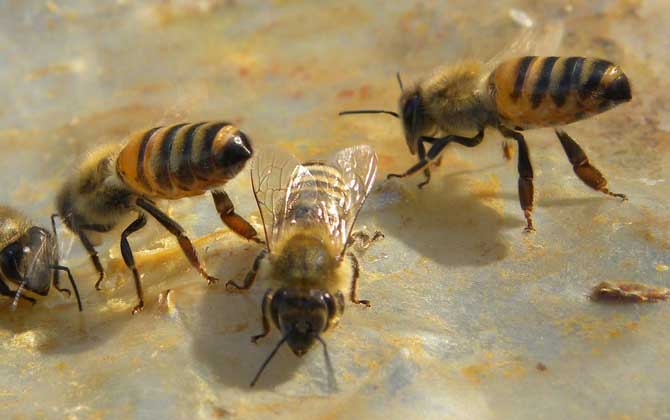養蜂知識有哪些?掌握這些養蜂知識,蜜蜂養殖才能做到事半功倍! 養蜂