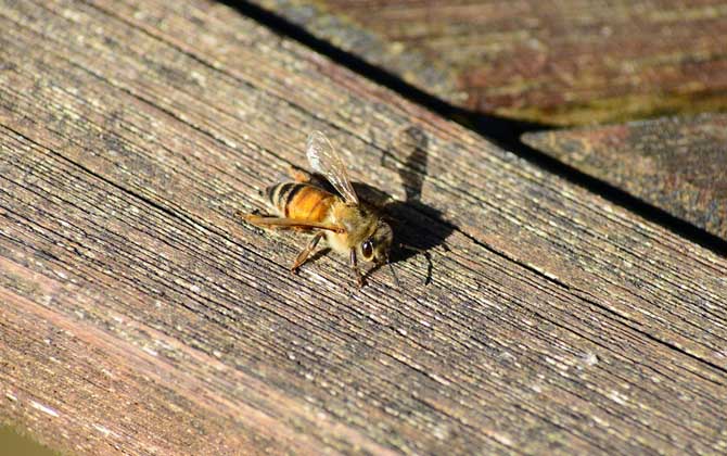 養蜂知識有哪些?掌握這些養蜂知識,蜜蜂養殖才能做到事半功倍! 養蜂