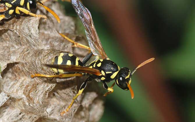 馬蜂在窗戶角筑巢咋辦?要視情況而定,若威脅到安全要及時搗毀! 馬蜂