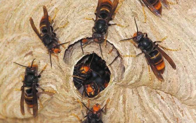 被虎頭蜂蟄了的人會怎樣?看圖片都疼,珍愛生命,遠離虎頭蜂! 虎頭蜂