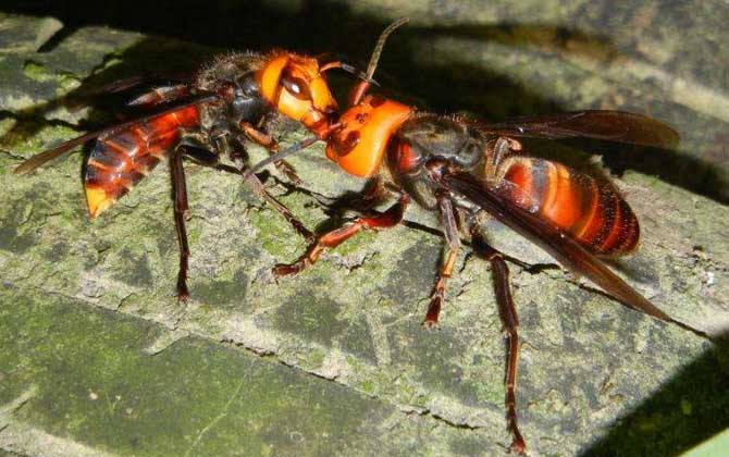 被一只虎頭蜂蟄了會死嗎?一般不會死人,但建議前往醫院就醫! 虎頭蜂