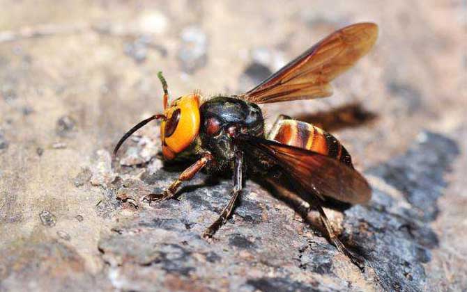 被一只虎頭蜂蟄了會死嗎?一般不會死人,但建議前往醫院就醫! 虎頭蜂