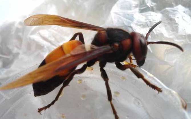 被一只虎頭蜂蟄了會死嗎?一般不會死人,但建議前往醫院就醫! 虎頭蜂