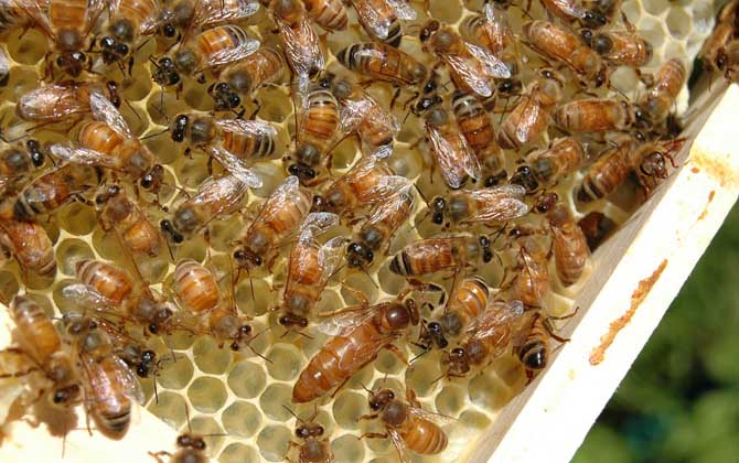 一框蜂怎樣繁殖快?管理是關鍵,管理好了一框蜂也能快速繁殖! 養蜂