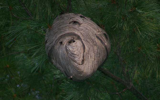 野生馬蜂窩多少錢一斤?空蜂窩20~30元,有蜂蛹的要80元以上! 馬蜂窩