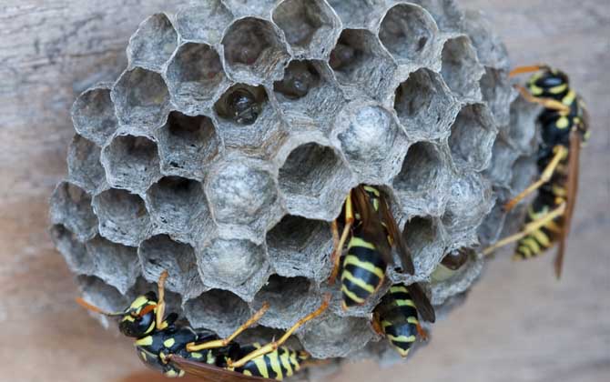 野生馬蜂窩多少錢一斤?空蜂窩20~30元,有蜂蛹的要80元以上! 馬蜂窩