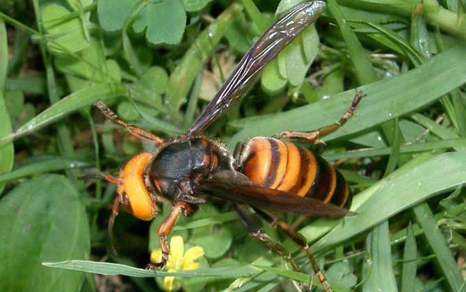 虎頭蜂蟄了找不到刺怎么辦?不必?fù)?dān)心,虎頭蜂蟄人一般不會有刺! 虎頭蜂