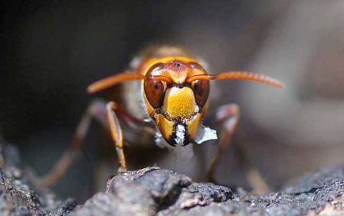 虎頭蜂蟄后多久就安全了?看蟄傷情況,一般至少要觀察72小時! 虎頭蜂