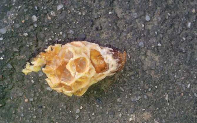 中蜂王臺(tái)多久看一次?阻止分蜂1周看一次,若要分蜂3天看一次! 王臺(tái)