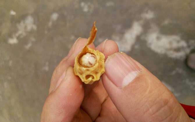 中蜂王臺(tái)多久看一次?阻止分蜂1周看一次,若要分蜂3天看一次! 王臺(tái)