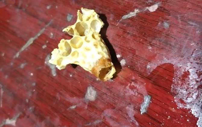 中蜂王臺(tái)多久看一次?阻止分蜂1周看一次,若要分蜂3天看一次! 王臺(tái)