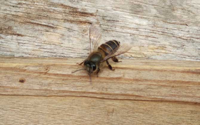 中蜂最好的品種是什么?沒有最好的品種,只有最合適的品種! 中蜂