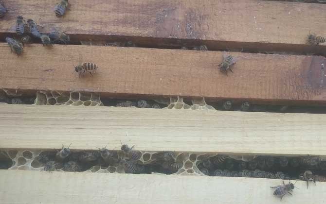 中蜂最好的品種是什么?沒有最好的品種,只有最合適的品種! 中蜂