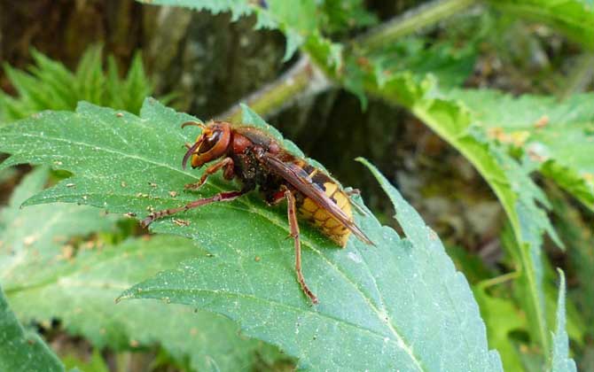虎頭蜂做窩的風水怎么樣?與禍福無關,但周圍的環境應該不錯! 虎頭蜂
