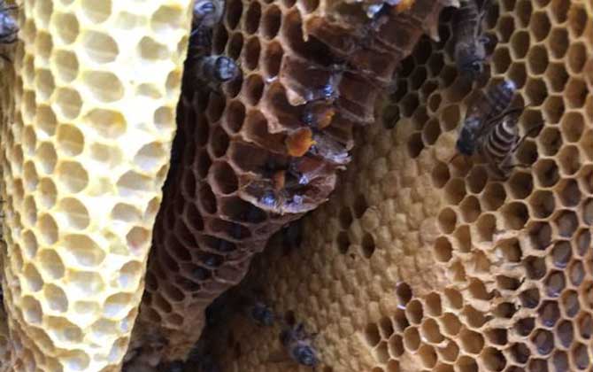 蜂巢熬水治好了鼻炎真的嗎?有一定的效果,但根治尚無依據! 蜂巢