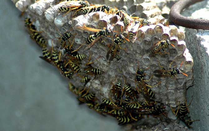 蜂房外用壯陽(yáng)是真的?有一定的輔助效果,但亂用容易發(fā)生過(guò)敏! 蜂房