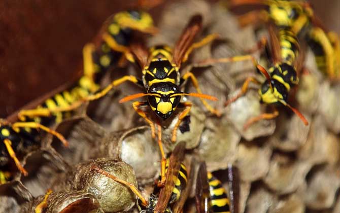 蜂房外用壯陽(yáng)是真的?有一定的輔助效果,但亂用容易發(fā)生過(guò)敏! 蜂房