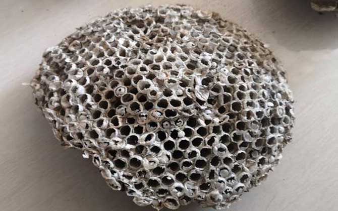 蜂房外用壯陽(yáng)是真的?有一定的輔助效果,但亂用容易發(fā)生過(guò)敏! 蜂房