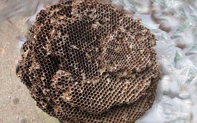 蜂房外用壯陽(yáng)是真的?有一定的輔助效果,但亂用容易發(fā)生過(guò)敏! 蜂房