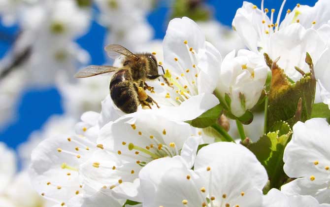 蜂毒會(huì)在體內(nèi)滯留多久?時(shí)間因人而異,但一般不超過3~4天! 蜂毒