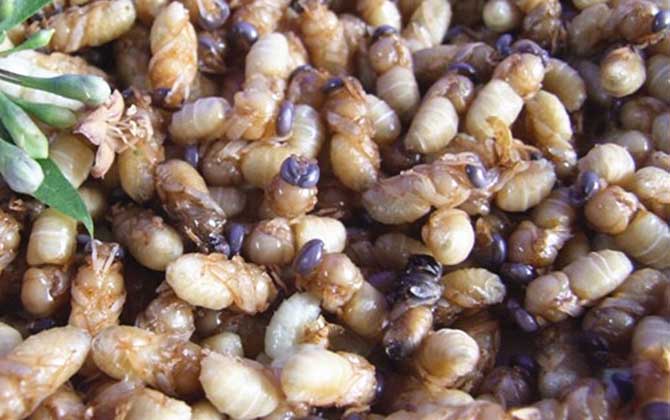 蜂蛹一次吃幾個最好?沒有具體的個數,但絕對不能過量食用! 蜂蛹