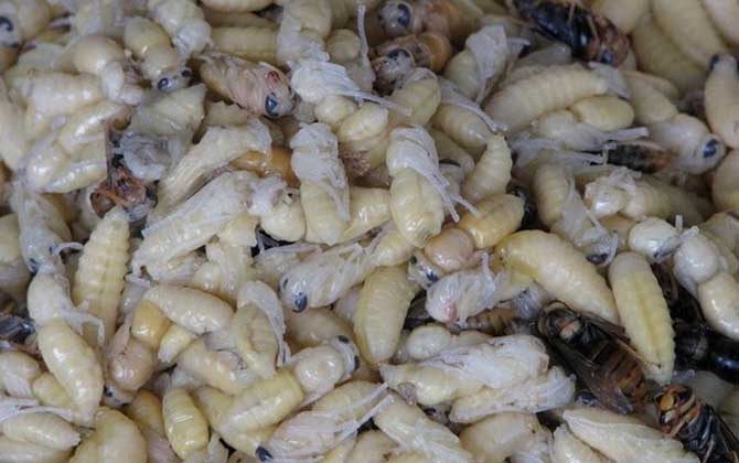 蜂蛹不能和什么一起吃?不存在食物相克,但要避免發生過敏! 蜂蛹