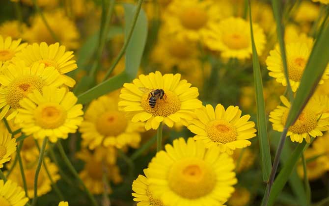 蜂毒幾天從人體就排完了?一般3~4天,代謝器官主要是腎臟! 蜂毒