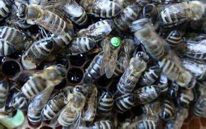 蜜蜂的種類大全及優缺點 東北黑蜂