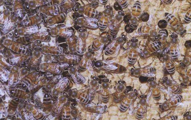 蜜蜂的種類大全及優缺點 卡尼鄂拉蜂