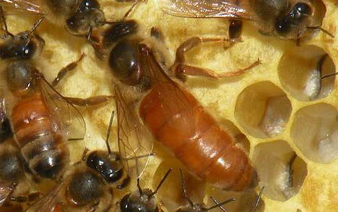 蜂王有哪些特點(diǎn)和作用? 蜂王