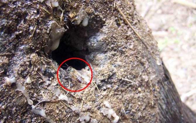 如何收捕樹洞中的野生蜜蜂? 野生蜜蜂