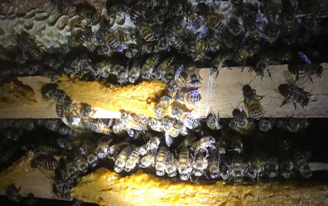 怎樣人工培育蜂王? 人工育王