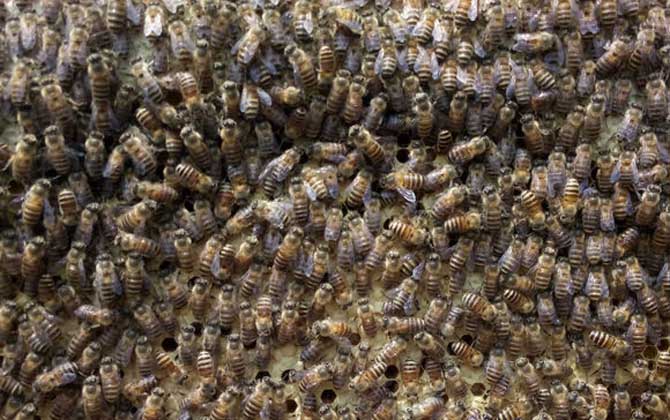 蜜蜂分蜂后如何處理? 分蜂