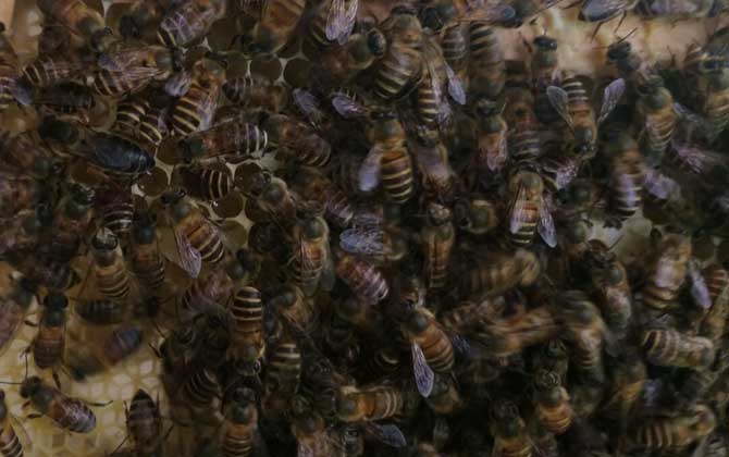 夏季怎樣讓蜂王多產(chǎn)卵? 夏季蜂王產(chǎn)卵