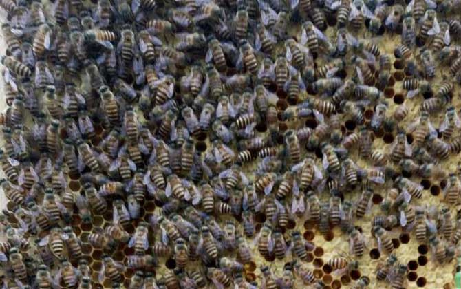 冬季飼喂蜜蜂有什么技巧? 冬季飼喂蜜蜂